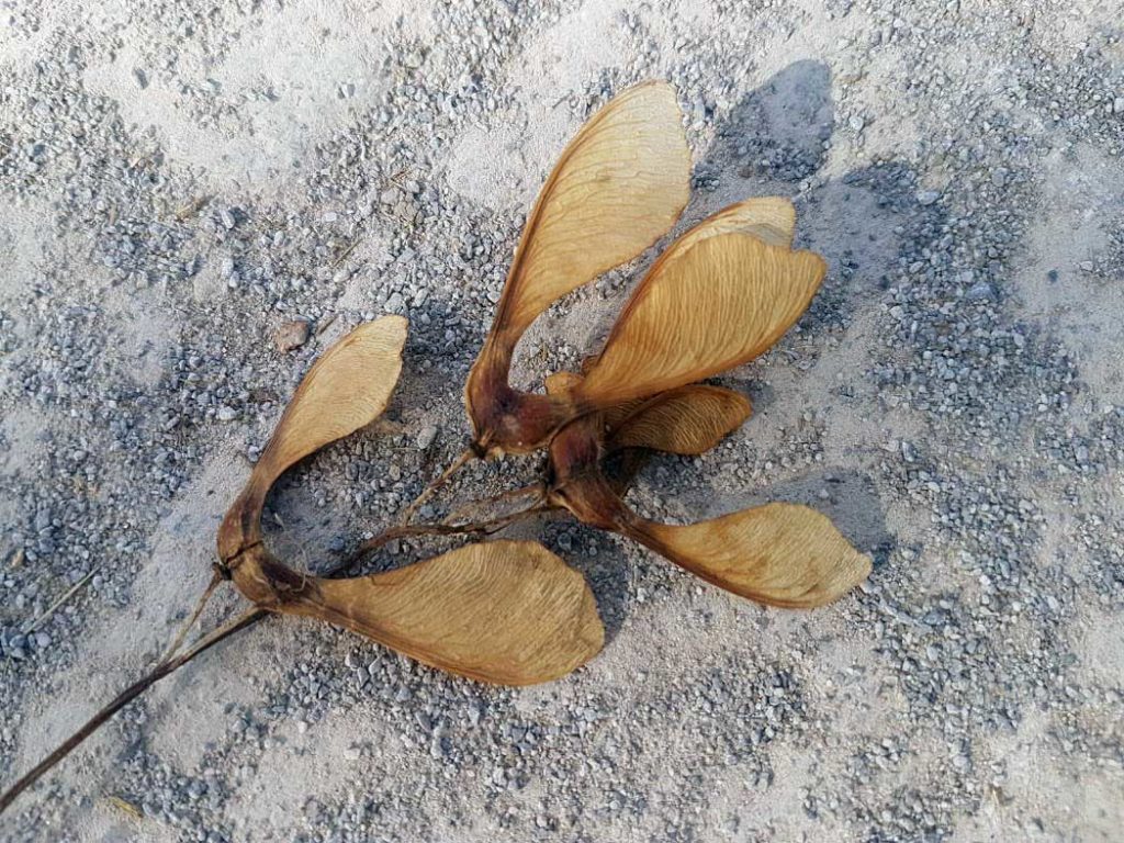 Atypische Weidemyopathie