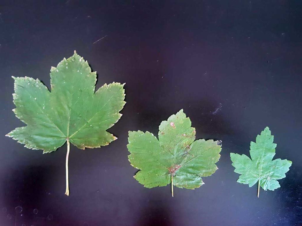Atypische Weidemyopathie
