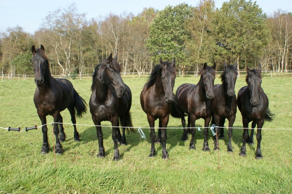 Friesenherde am Zaun