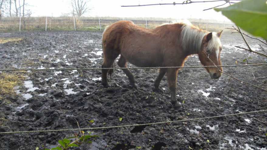 Mauke beim Pferd