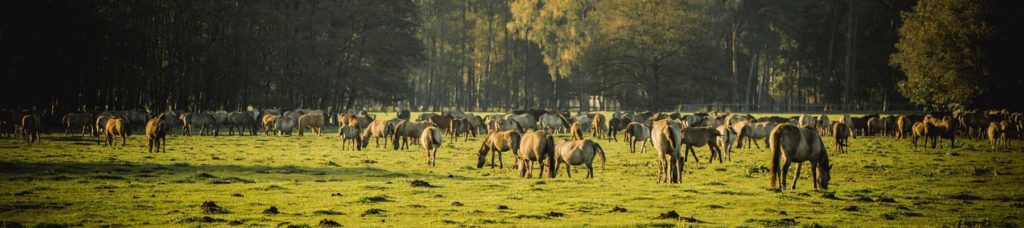 Offenstallhaltung