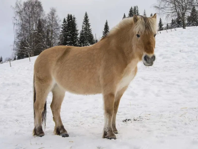 Fjordpferd im Schnee