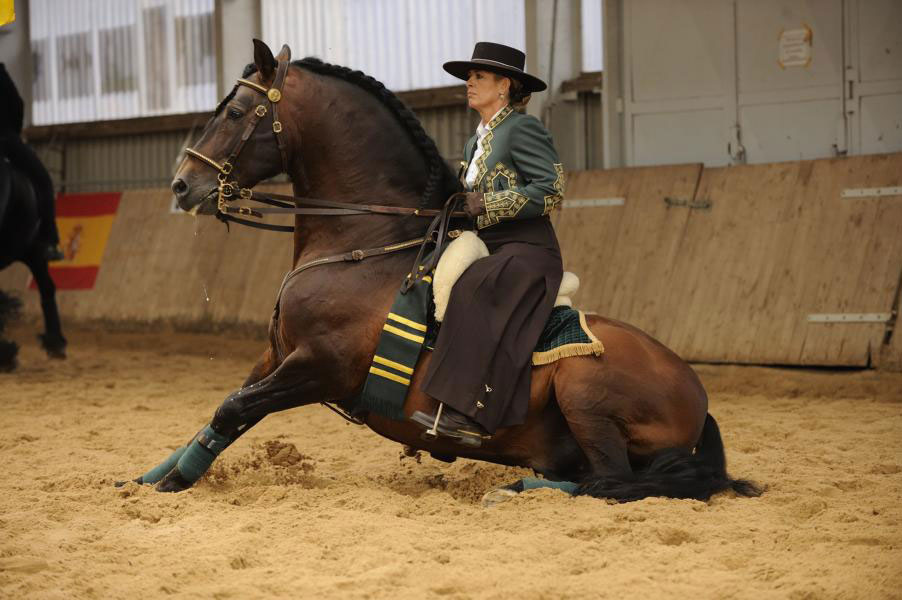 Showpferd