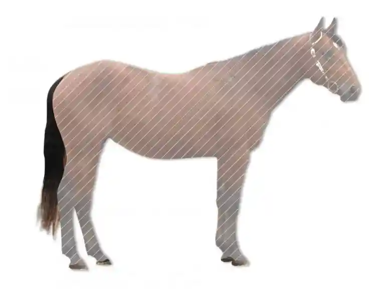 Pferd scheren