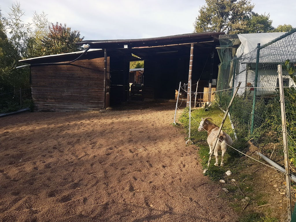 Pferde zuhause halten