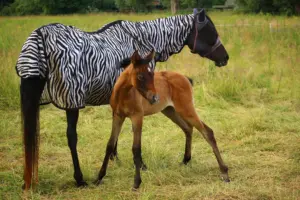 Stute mit Zebra-Fliegendecke und braunem Fohlen auf der Weide