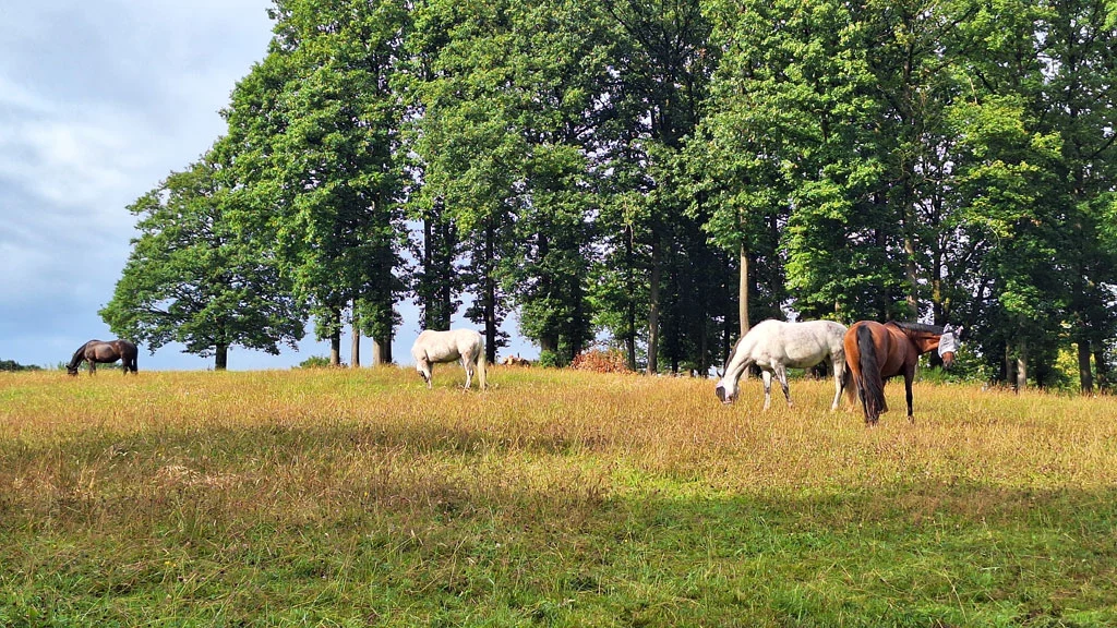 Fütterung im Offenstall - Pferde weiden auf Wiese mit Bäumen im Hintergrund