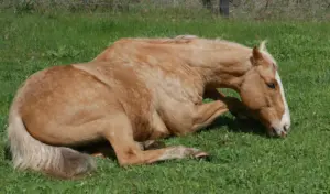 Kolik beim Pferd