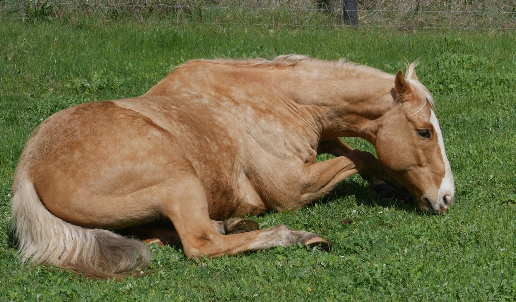 Kolik beim Pferd